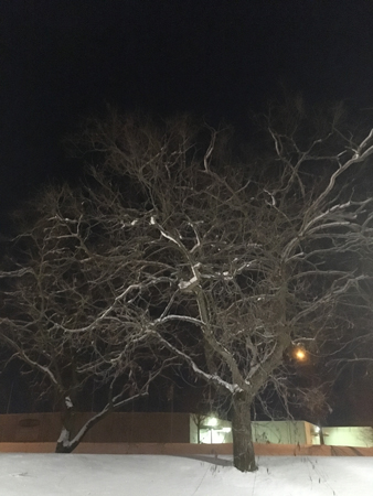 Nattbild träd stående