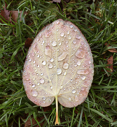 Löv med droppar på Botaniska trädgården