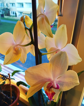 Gula orkidén från Agneta i blomning