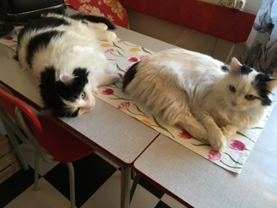 Lucifer och Citrus på köksbordet