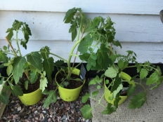 Tre olika sorters tomatplantor