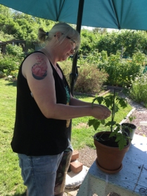 Anna planterar om mina tomatplantor