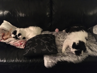 Citrus och Lucifer sover i soffan