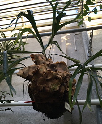 Knölig växt i Tropiska växthuset
