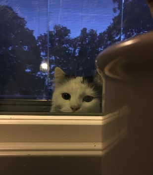 Citrus tittar på mig genom balkongfönstret