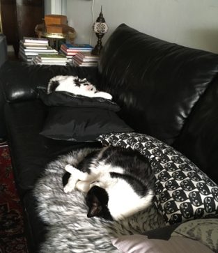 Citrus och Mini sover i soffan