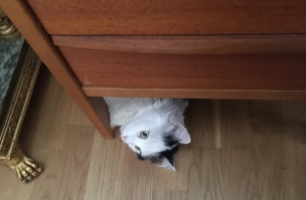 Citrus tittar fram från under skrivbordet