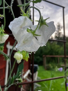 Regndroppar på vit blomma