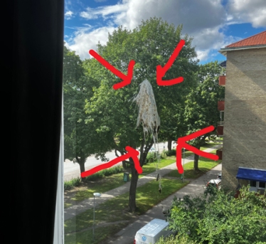 Jättefågelskit på fönstret